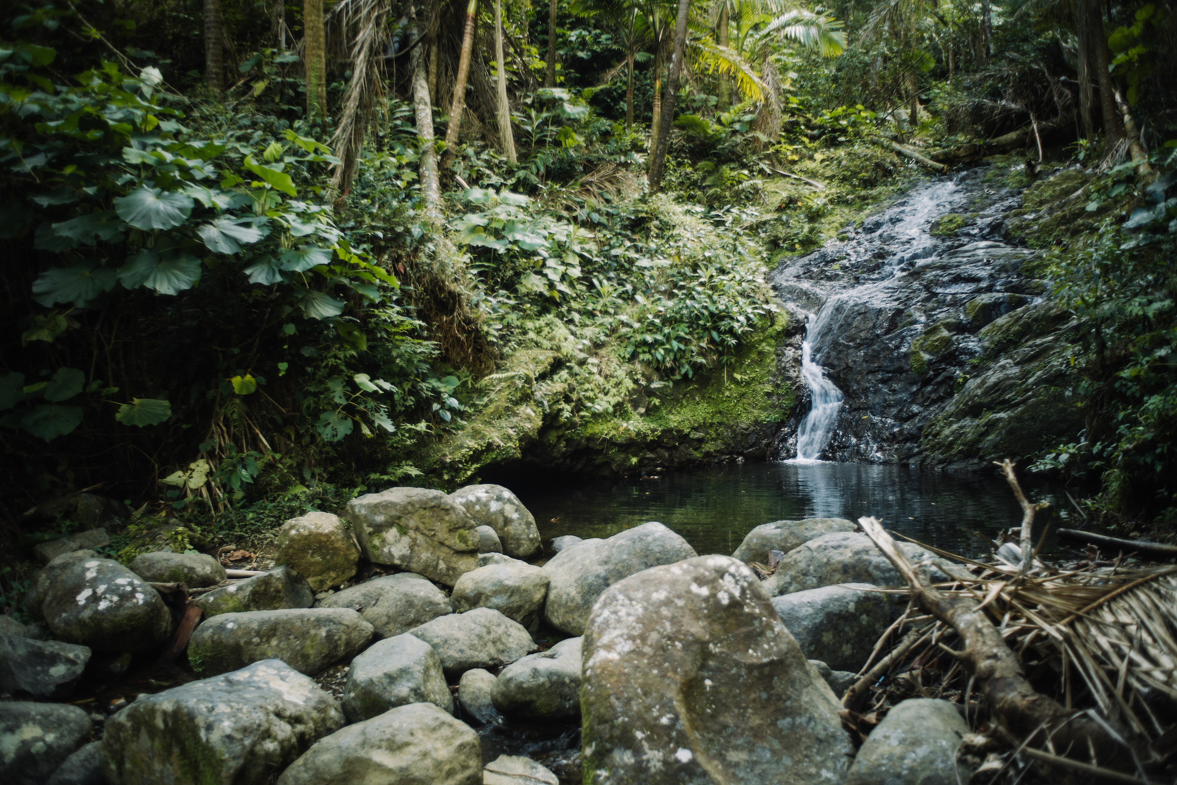 Toro Negro State Forest refreshing mountain activity in Puerto Rico