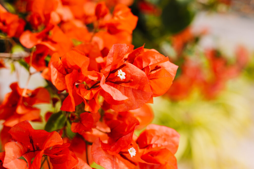 Festival de las Flores Aibonito