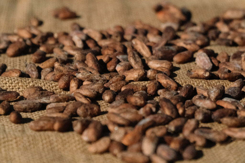 Cacao beans in Puerto Rico 