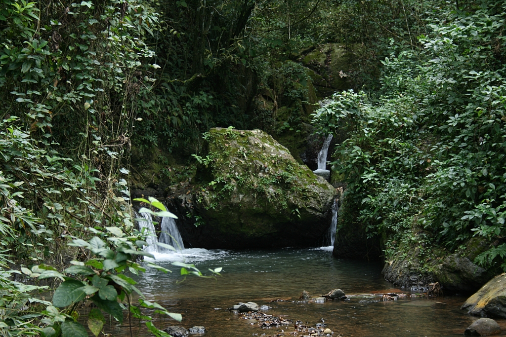 Maricao Stare Forest