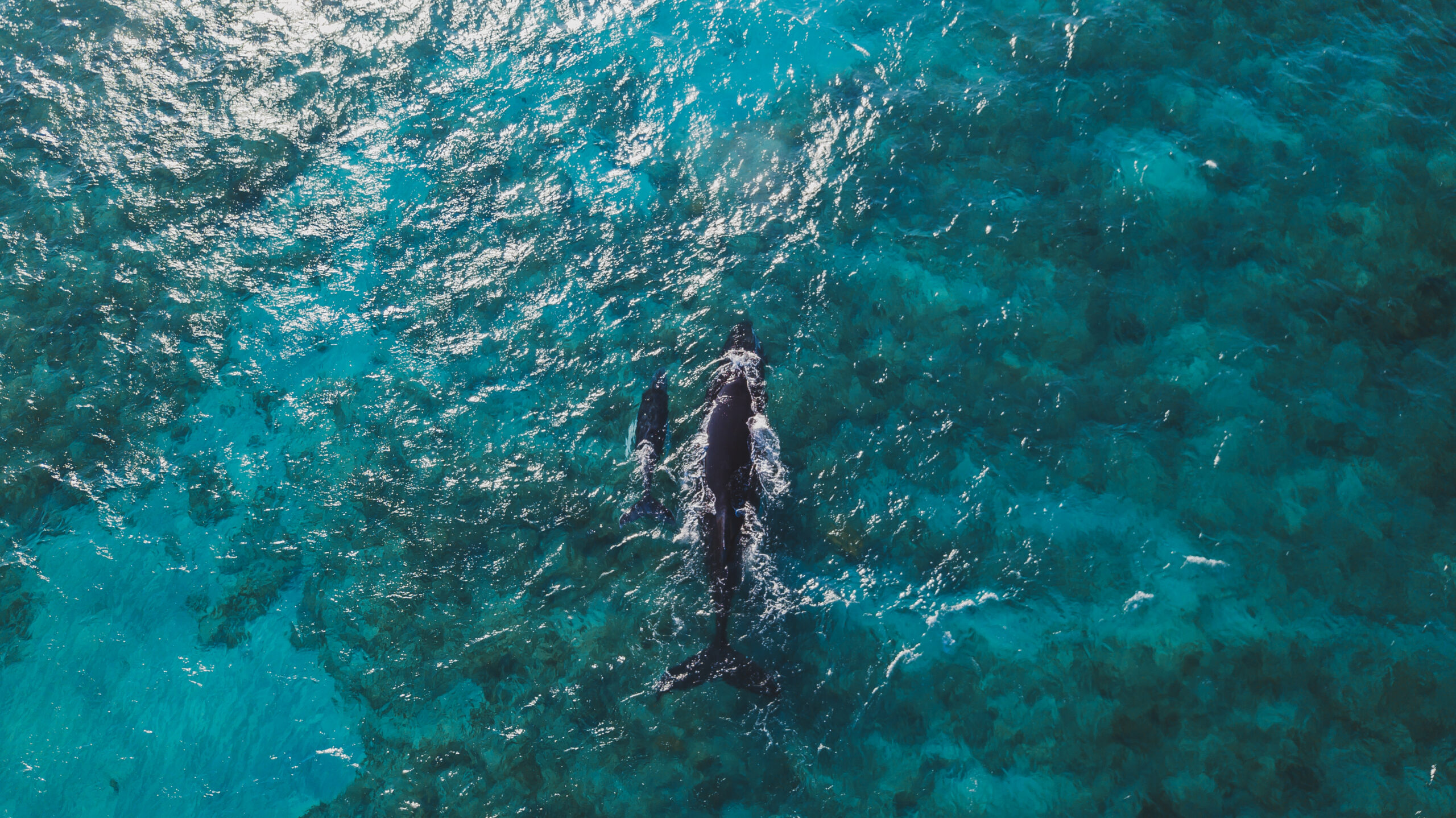 Whale watching in puerto rico