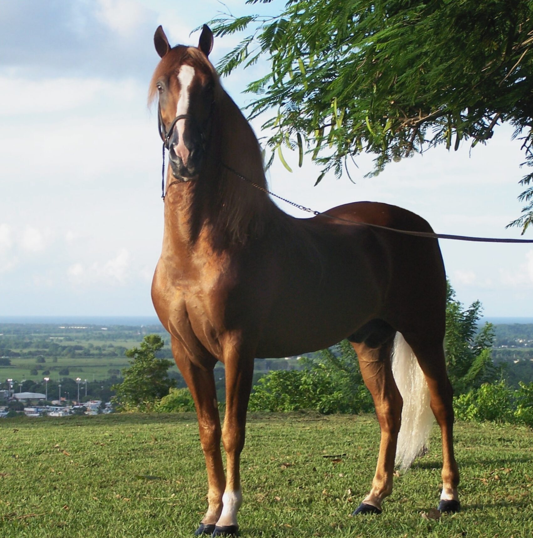 Puerto Rican Paso Fino horse