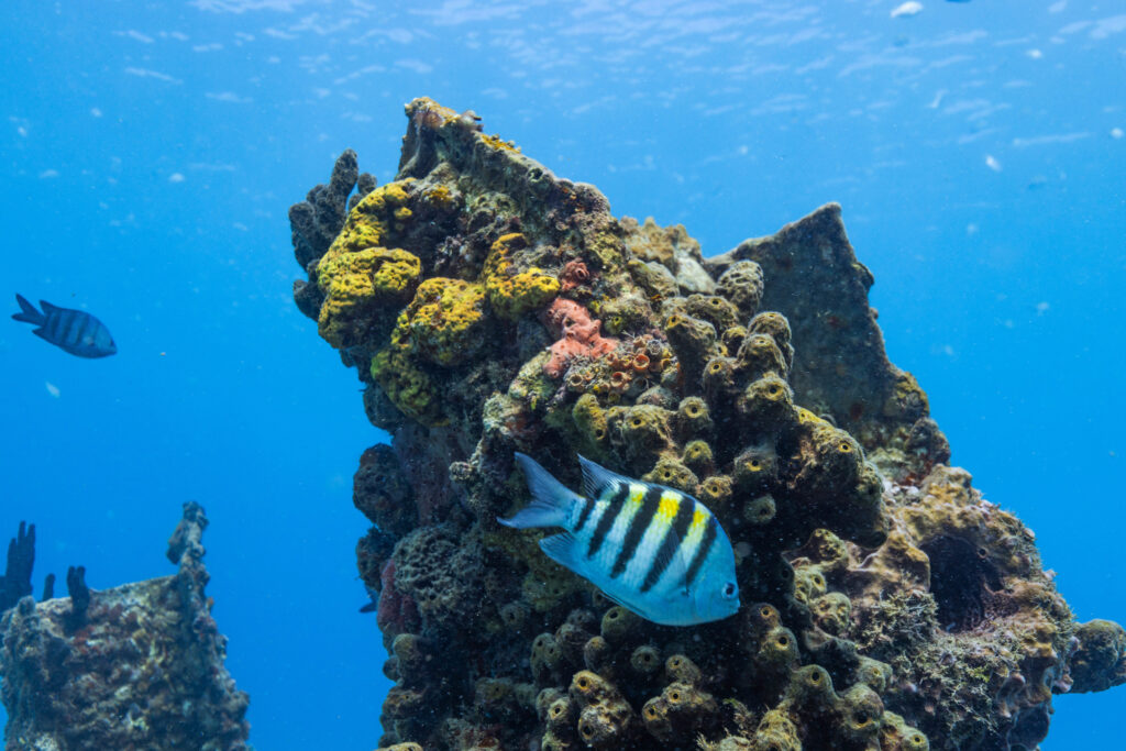 Best beaches of the west coast, Crashboat Beach