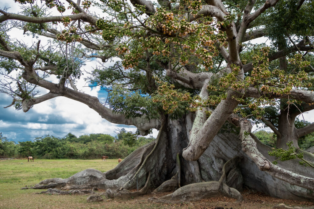 Ceiba tree in Vieques