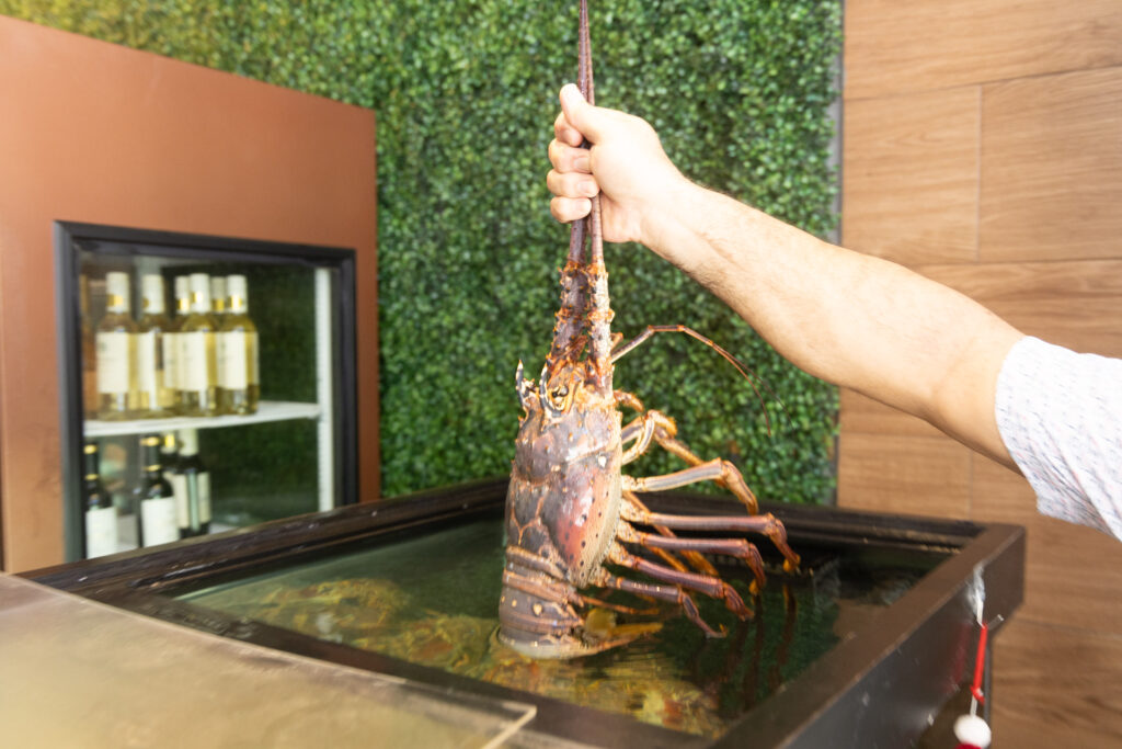 Fresh live lobster from our tank