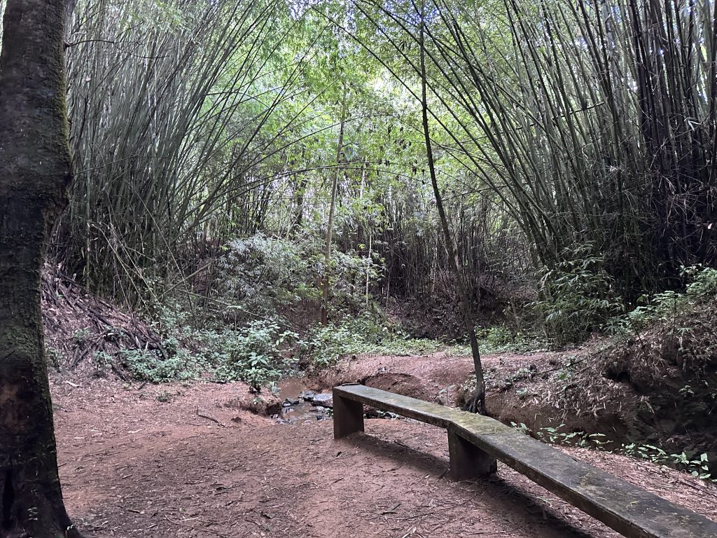 Bamboo Cathedral 