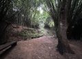 Visit Monte Choca, a forest for gold diggers and bamboo cathedrals