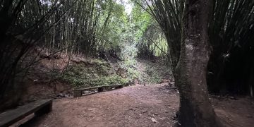 Visit Monte Choca, a forest for gold diggers and bamboo cathedrals 