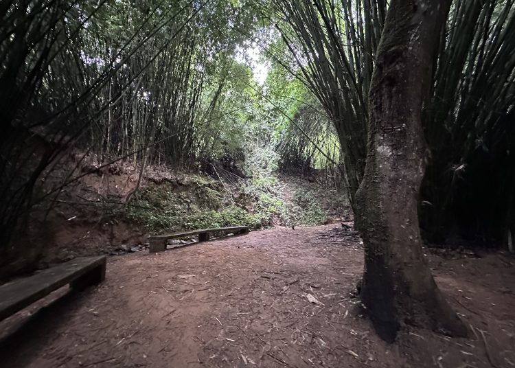 Visit Monte Choca, a forest for gold diggers and bamboo cathedrals 