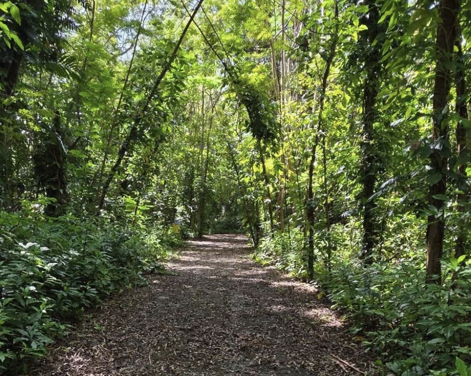 Urban forest San Patricio